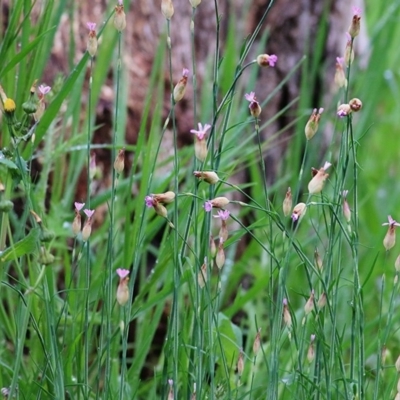 Petrorhagia sp. at Wodonga - 26 Sep 2020 by Kyliegw