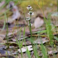 Wurmbea dioica subsp. dioica (Early Nancy) at Jack Perry Reserve - 26 Sep 2020 by Kyliegw