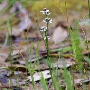 Wurmbea dioica subsp. dioica at Wodonga - 26 Sep 2020