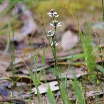 Wurmbea dioica subsp. dioica (Early Nancy) at Wodonga - 26 Sep 2020 by KylieWaldon