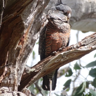 Callocephalon fimbriatum (Gang-gang Cockatoo) at Isaacs Ridge - 26 Sep 2020 by Mike