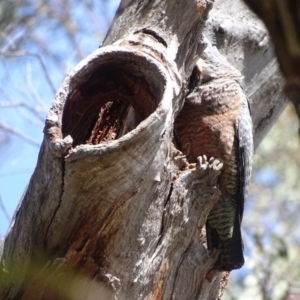 Callocephalon fimbriatum at O'Malley, ACT - suppressed