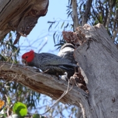 Callocephalon fimbriatum at O'Malley, ACT - suppressed