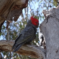 Callocephalon fimbriatum at O'Malley, ACT - 26 Sep 2020