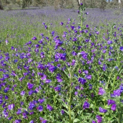 Echium plantagineum (Paterson's Curse) at O'Malley, ACT - 26 Sep 2020 by Mike