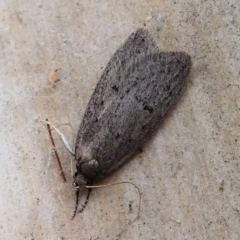 Oecophoridae provisional species 1 at Kambah, ACT - 8 Sep 2020 by HarveyPerkins