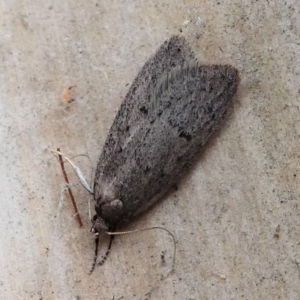 Oecophoridae provisional species 1 at Kambah, ACT - 8 Sep 2020