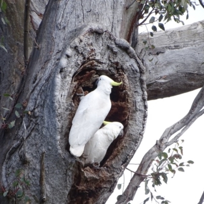 Cacatua galerita (Sulphur-crested Cockatoo) at O'Malley, ACT - 26 Sep 2020 by Mike