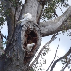 Cacatua galerita at O'Malley, ACT - 26 Sep 2020 10:08 AM