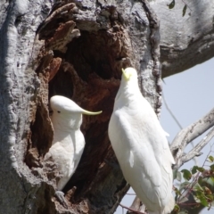 Cacatua galerita at O'Malley, ACT - 26 Sep 2020 10:08 AM