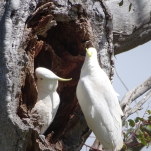 Cacatua galerita at O'Malley, ACT - 26 Sep 2020