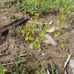 Drosera gunniana (Pale Sundew) at O'Malley, ACT - 26 Sep 2020 by Mike