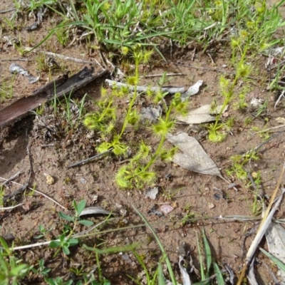 Drosera gunniana (Pale Sundew) at O'Malley, ACT - 25 Sep 2020 by Mike