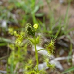 Drosera gunniana at O'Malley, ACT - 26 Sep 2020 09:50 AM