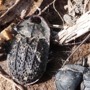 Helea ovata at Stromlo, ACT - 12 Sep 2020