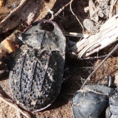 Helea ovata (Pie-dish beetle) at Stromlo, ACT - 12 Sep 2020 by HarveyPerkins