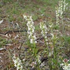 Stackhousia monogyna (Creamy Candles) at O'Malley, ACT - 26 Sep 2020 by Mike