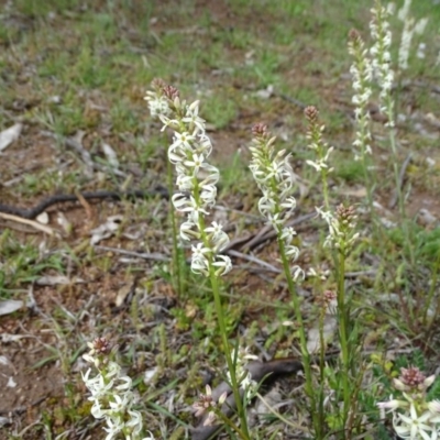 Stackhousia monogyna (Creamy Candles) at O'Malley, ACT - 26 Sep 2020 by Mike