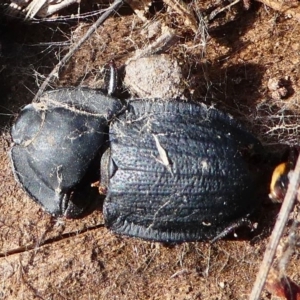 Celibe striatipennis at Stromlo, ACT - 12 Sep 2020