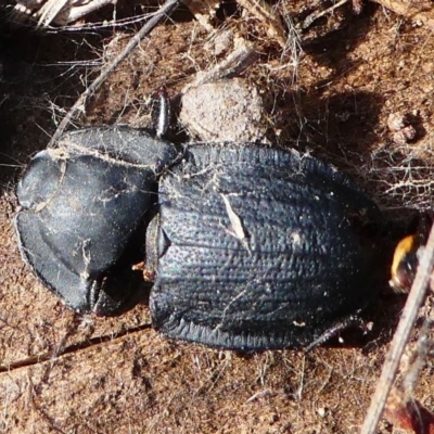 Celibe striatipennis (Pie-dish beetle) at Cooleman Ridge - 12 Sep 2020 by HarveyPerkins