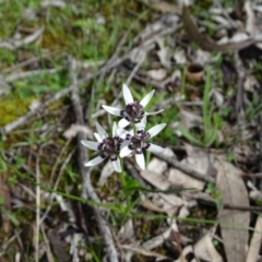 Wurmbea dioica subsp. dioica (Early Nancy) at O'Malley, ACT - 26 Sep 2020 by Mike