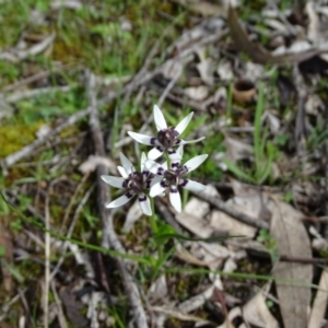 Wurmbea dioica subsp. dioica at O'Malley, ACT - 26 Sep 2020 09:48 AM