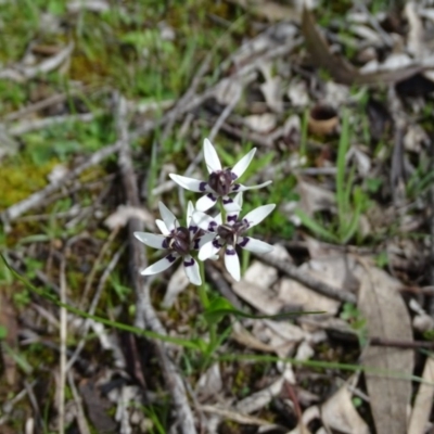 Wurmbea dioica subsp. dioica (Early Nancy) at O'Malley, ACT - 26 Sep 2020 by Mike