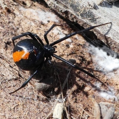 Latrodectus hasselti (Redback Spider) at Cooleman Ridge - 12 Sep 2020 by HarveyPerkins