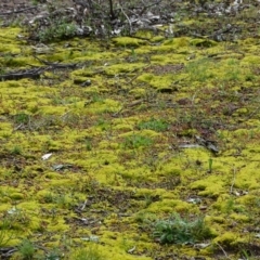 Pottiaceae (family) (A moss) at O'Malley, ACT - 26 Sep 2020 by Mike