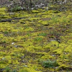 Pottiaceae (family) (A moss) at O'Malley, ACT - 25 Sep 2020 by Mike