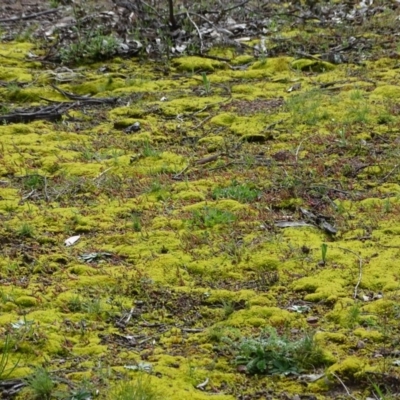 Pottiaceae (family) (A moss) at Mount Mugga Mugga - 25 Sep 2020 by Mike