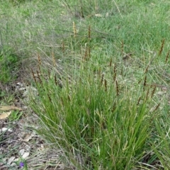 Carex appressa (Tall Sedge) at Mount Mugga Mugga - 25 Sep 2020 by Mike