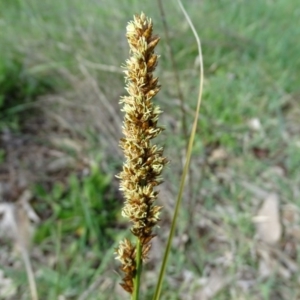 Carex appressa at O'Malley, ACT - 26 Sep 2020 09:34 AM