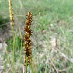 Carex appressa at O'Malley, ACT - 26 Sep 2020 09:34 AM