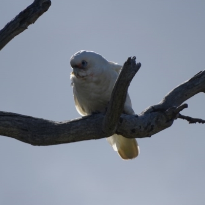 Cacatua sanguinea (Little Corella) at O'Malley, ACT - 26 Sep 2020 by Mike