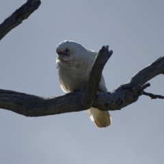 Cacatua sanguinea (Little Corella) at O'Malley, ACT - 25 Sep 2020 by Mike