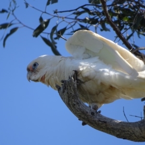 Cacatua sanguinea at O'Malley, ACT - 26 Sep 2020