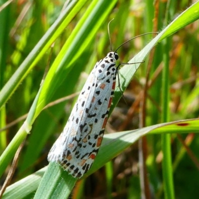 Utetheisa pulchelloides (Heliotrope Moth) at Cooleman Ridge - 12 Sep 2020 by HarveyPerkins
