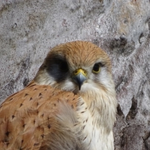 Falco cenchroides at O'Malley, ACT - 26 Sep 2020