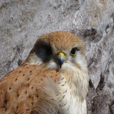 Falco cenchroides (Nankeen Kestrel) at O'Malley, ACT - 25 Sep 2020 by Mike