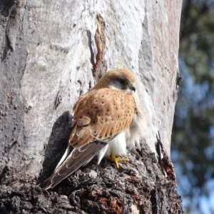 Falco cenchroides at O'Malley, ACT - 26 Sep 2020 09:12 AM