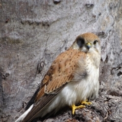 Falco cenchroides at O'Malley, ACT - 26 Sep 2020 09:12 AM