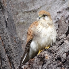 Falco cenchroides at O'Malley, ACT - 26 Sep 2020 09:12 AM