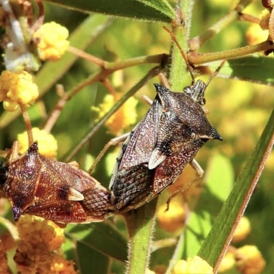 Oechalia schellenbergii (Spined Predatory Shield Bug) at Stromlo, ACT - 12 Sep 2020 by HarveyPerkins