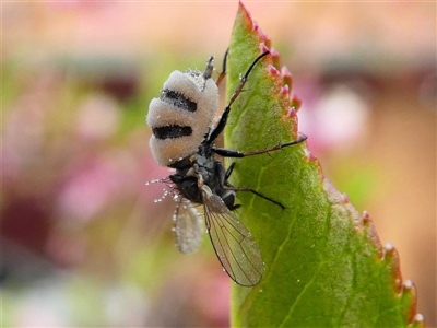 Entomophthora sp. (genus) (Puppeteer Fungus) at Kambah, ACT - 15 Sep 2020 by HarveyPerkins