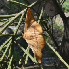Aglaopus pyrrhata (Leaf Moth) at Theodore, ACT - 26 Sep 2020 by owenh