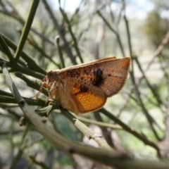 Aglaopus pyrrhata at Theodore, ACT - 26 Sep 2020