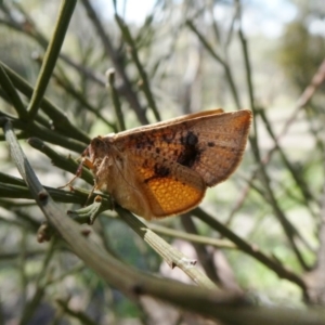 Aglaopus pyrrhata at Theodore, ACT - 26 Sep 2020