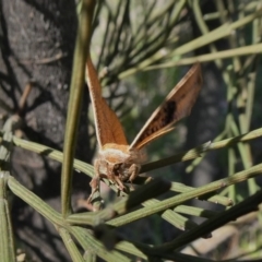 Aglaopus pyrrhata at Theodore, ACT - 26 Sep 2020