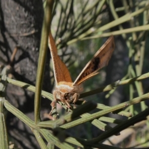 Aglaopus pyrrhata at Theodore, ACT - 26 Sep 2020